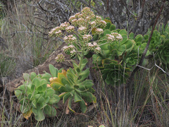 Aeonium percarneum image