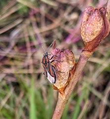 Spilostethus trilineatus