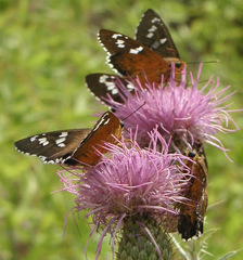 Apyrrothrix araxes arizonae