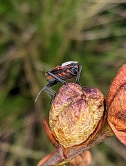 Spilostethus trilineatus