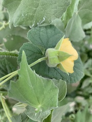 Abutilon grandiflorum