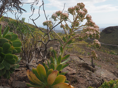 Aeonium percarneum image