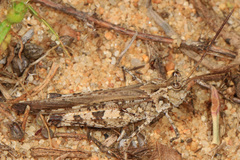 Psinidia fenestralis