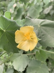 Abutilon grandiflorum