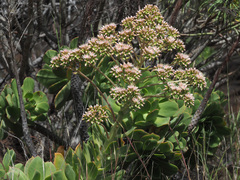 Aeonium percarneum image