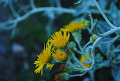 Microliabum candidum