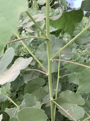 Abutilon grandiflorum