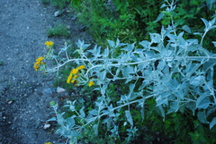 Microliabum candidum