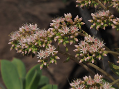 Aeonium percarneum image