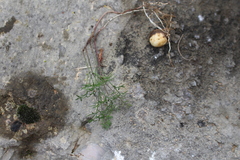 Bunium bulbocastanum