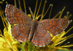 Calephelis arizonensis