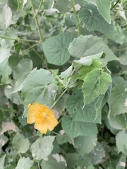 Abutilon grandiflorum