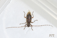 Eutrichillus comus