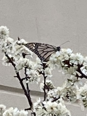 Danaus plexippus