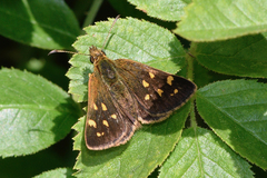 Butleria bissexguttatus