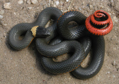 Diadophis punctatus regalis