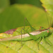 Slender Meadow Katydid - Photo (c) Judy Gallagher, some rights reserved (CC BY), uploaded by Judy Gallagher