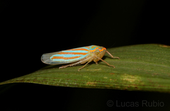 Ferrariana trivittata