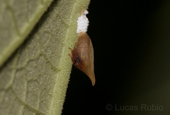 Enchenopa squamigera