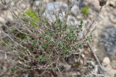 Arenaria aggregata