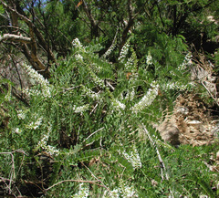 Eysenhardtia orthocarpa