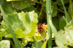Nomada agrestis