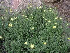 Haplophyton crooksii