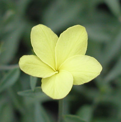 Haplophyton crooksii