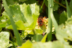 Nomada agrestis