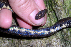 Taczanowsky's Dwarf Boa photo 1