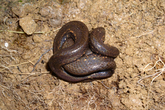 Taczanowsky's Dwarf Boa photo 2