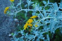 Microliabum candidum