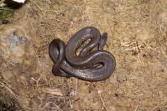 Taczanowsky's Dwarf Boa photo 3
