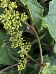 Vitis ficifolia