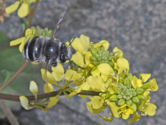 Anthophora alluaudi