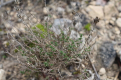 Arenaria aggregata