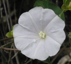 Jacquemontia pringlei