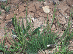 Plantago asphodeloides