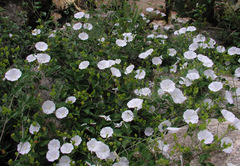 Jacquemontia pringlei