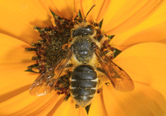 Andrena aliciae