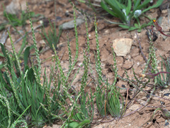 Plantago asphodeloides