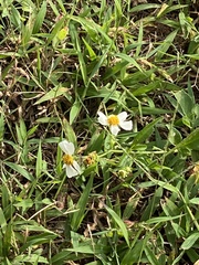 Bidens alba