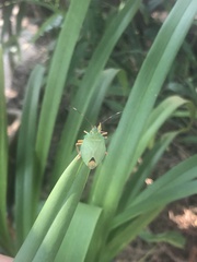 Chlorocoris