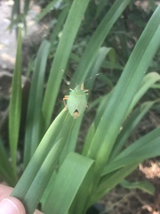 Chlorocoris