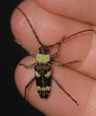 Megacyllene antennata
