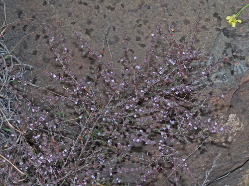 Micromeria canariensis image