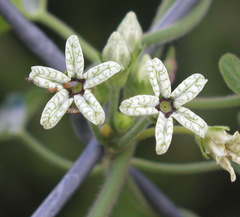 Gonolobus arizonicus