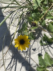 Helianthus debilis