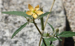 Mentzelia asperula