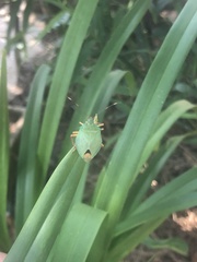 Chlorocoris